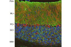 Immunofluorescence of rat cerebellum showing strong synaptic staining of VSNL1 (green) in the molecular layer (ML) and MAP2 ( ABIN361345) in red.