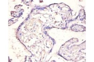Immunohistochemistry of paraffin-embedded human placenta tissue using ABIN7156834 at dilution of 1:100 (IL18BP anticorps  (AA 31-183))