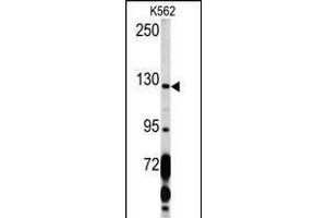 Western blot analysis of PDGFRA Antibody (C-term ) (ABIN392022 and ABIN2841798) in K562 cell line lysates (35 μg/lane). (PDGFRA anticorps  (C-Term))