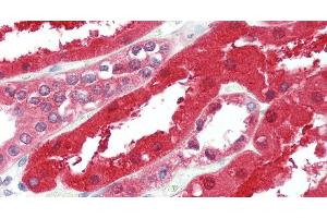 Immunohistochemistry of paraffin-embedded Kidney tissue using GPC6 Polyclonal Antibody at dilution of 1:90. (Glypican 6 anticorps)