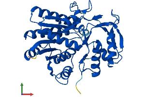 AlphaFold protein structure predicition of Human Recombinant GALE Protein, UniprotID Q14376