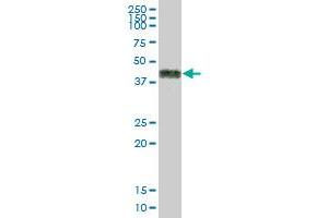 CD2 MaxPab polyclonal antibody.