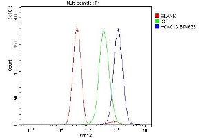 Flow Cytometry analysis of U251 cells using anti-HOXC13 antibody (ABIN7602314). (HOXC13 anticorps  (AA 7-155))