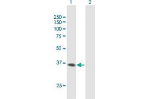 Western Blot analysis of F11R expression in transfected 293T cell line by F11R MaxPab polyclonal antibody.