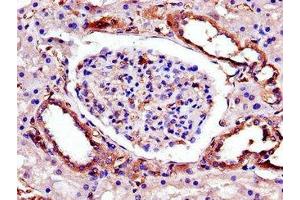 Immunohistochemistry of paraffin-embedded human kidney tissue using ABIN7173365 at dilution of 1:100 (TRIB3 anticorps  (AA 152-325))