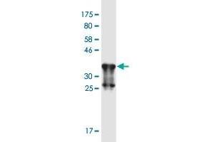 Western Blot detection against Immunogen (37. (CHRNA9 anticorps  (AA 139-221))