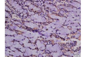 Formalin-fixed and paraffin embedded rat intestine labeled with Anti-ATG101 Polyclonal Antibody, Unconjugated  at 1:300 followed by conjugation to the secondary antibody and DAB staining. (ATG101 anticorps  (AA 121-218))