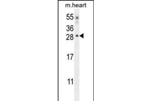 CLDN6 Antibody (Center) (ABIN654669 and ABIN2844365) western blot analysis in mouse heart tissue lysates (35 μg/lane). (Claudin 6 anticorps  (AA 130-159))