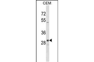 Western blot analysis in CEM cell line lysates (35ug/lane). (OR1D2 anticorps  (C-Term))