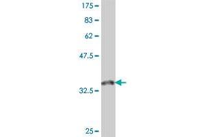 Western Blot detection against Immunogen (37. (TRIM6 anticorps  (AA 282-381))