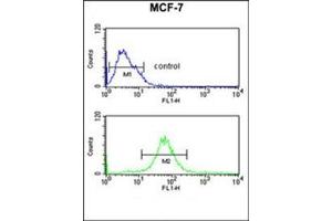 Flow Cytometric analysis of MCF-7 cells (bottom histogram) using RT25 Antibody (C-term) Cat. (MRPS25 anticorps  (C-Term))