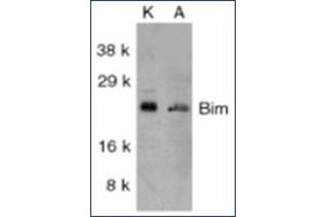 Image no. 1 for anti-BCL2-Like 11 (Apoptosis Facilitator) (BCL2L11) antibody (ABIN264852) (BIM anticorps)
