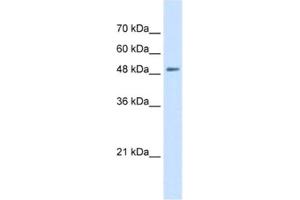 Western Blotting (WB) image for anti-Solute Carrier Family 43, Member 2 (SLC43A2) antibody (ABIN2462777) (SLC43A2 anticorps)