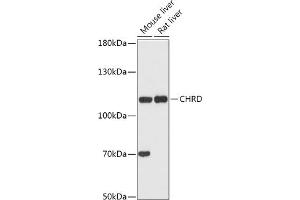 Western blot analysis of extracts of various cell lines, using CHRD antibody (ABIN7266350) at 1:1000 dilution.