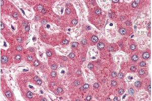 ABIN185537 (2µg/ml) staining of paraffin embedded Human Liver.
