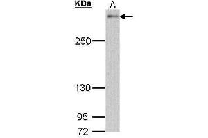 WB Image Sample (30 ug of whole cell lysate) A: Hela 5% SDS PAGE antibody diluted at 1:1000