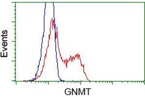 Image no. 2 for anti-Glycine N-Methyltransferase (GNMT) antibody (ABIN1498486) (GNMT anticorps)