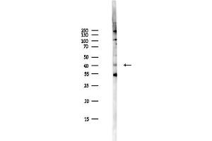Western blot analysis of lysates from PC12 cells(LPS,4h treatment), using Phospho-CREB (Ser133) Antibody at 1/1000 dilution.