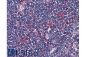 Immunohistochemistry staining of human thymus (paraffin sections) using anti-Cdk1 (clone POH-1).
