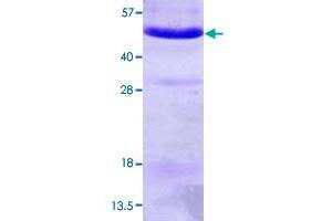 Image no. 1 for Annexin A7 (ANXA7) (AA 1-466) protein (His tag) (ABIN5570544)