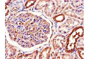 Immunohistochemistry of paraffin-embedded human kidney tissue using ABIN7170036 at dilution of 1:100 (ATP1A1 anticorps  (AA 225-407))