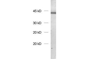dilution: 1 : 1000, sample: rat brain homogenate (SH3G2 anticorps  (AA 256-276))