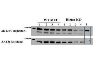 Western Blot of Mouse anti-AKT3 antibody. (AKT3 anticorps  (Internal Region))