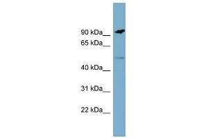 WB Suggested Anti-MARCO Antibody Titration:  0. (MARCO anticorps  (N-Term))