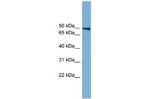 WB Suggested Anti-FASTKD2  Antibody Titration: 0.