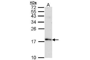 WB Image Sample (30 ug of whole cell lysate) A: Raji 15% SDS PAGE antibody diluted at 1:10000