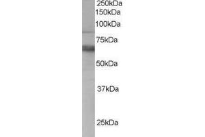 ABIN2560345 staining (0. (ANTXR1 anticorps  (C-Term))