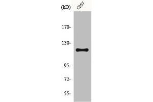 Western Blot analysis of COS7 cells using Fucokinase Polyclonal Antibody (FUK anticorps  (N-Term))