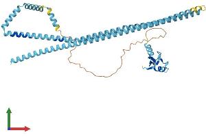 AlphaFold protein structure predicition of Human Recombinant RNF26 Protein, UniprotID Q9BY78