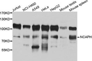 Western blot analysis of extracts of various cell lines, using NCAPH antibody (ABIN5972591) at 1/1000 dilution. (NCAPH anticorps)