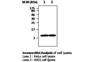 Western Blotting (WB) image for anti-Thioredoxin (TXN) antibody (ABIN615017) (TXN anticorps)