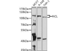 Western blot analysis of extracts of various cell lines, using NCL antibody (ABIN6128392, ABIN6144411, ABIN6144412 and ABIN6221613) at 1:1000 dilution.