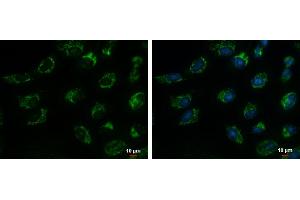 ICC/IF Image TIM17 antibody detects TIM17 protein at mitochondria by immunofluorescent analysis. (TIMM17A anticorps  (C-Term))