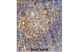 E Antibody (C-term) (ABIN654151 and ABIN2844020) iunohistochemistry analysis in formalin fixed and paraffin embedded human tonsil tissue followed by peroxidase conjugation of the secondary antibody and DAB staining. (MME anticorps  (C-Term))