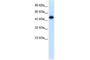 Human Jurkat; WB Suggested Anti-ELF2 Antibody Titration: 0. (ELF2 anticorps  (N-Term))