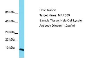 Host: Rabbit Target Name: MRPS36 Sample Tissue: Human Hela Whole Cell Antibody Dilution: 1ug/ml