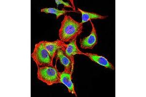 Immunofluorescence analysis of SK-OV-3 cells using ARF1 mouse mAb (green). (ARF1 anticorps  (AA 76-182))