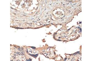 Immunohistochemistry of paraffin-embedded Human placenta using MST1 Polyclonal Antibody at dilution of 1:200 (40x lens). (MST1 anticorps)