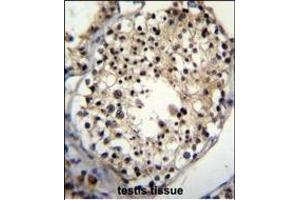 ALKBH6 Antibody (Center) (ABIN655230 and ABIN2844835) immunohistochemistry analysis in formalin fixed and paraffin embedded human testis tissue followed by peroxidase conjugation of the secondary antibody and DAB staining.