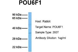 Host: Rabbit Target Name: POU6F1 Sample Tissue: Human 293T Antibody Dilution: 1. (POU6F1 anticorps  (Middle Region))