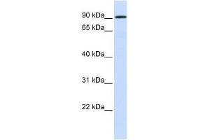 HKR1 antibody used at 1. (HKR1 anticorps  (N-Term))