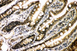 Anti- KAT3B/p300 Picoband antibody, IHC(P) IHC(P): Rat Intestine Tissue