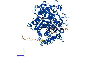 AlphaFold protein structure predicition of Mouse Recombinant Gclc Protein, UniprotID P97494