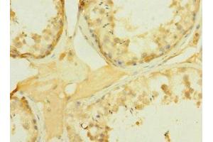 Immunohistochemistry of paraffin-embedded human testis tissue using ABIN7166559 at dilution of 1:100