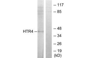 Western Blotting (WB) image for anti-Serotonin Receptor 4 (HTR4) (N-Term) antibody (ABIN1850160) (Serotonin Receptor 4 anticorps  (N-Term))