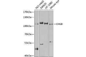 Western blot analysis of extracts of various cell lines, using CHGB antibody (ABIN3016868, ABIN3016869, ABIN3016870 and ABIN6219860) at 1:1000 dilution. (CHGB anticorps  (AA 1-300))